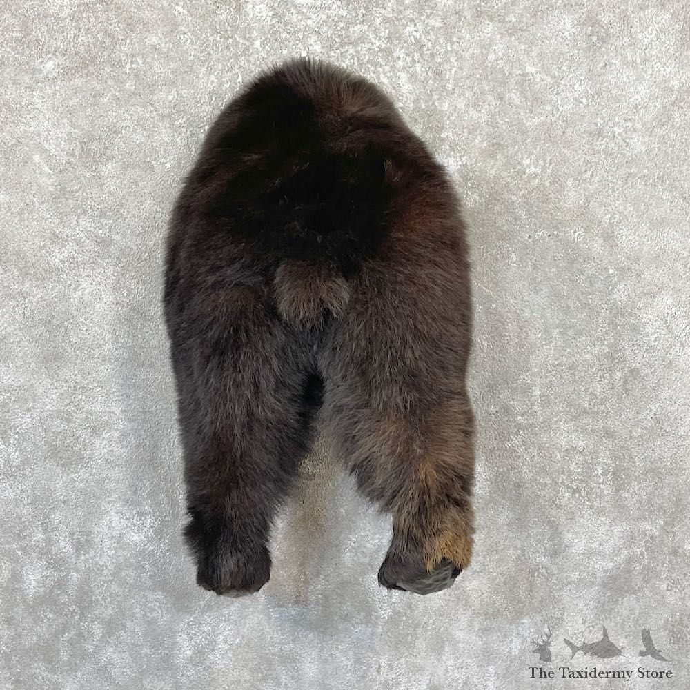 Black Bear Rear Mount For Sale #26717 @ The Taxidermy Store