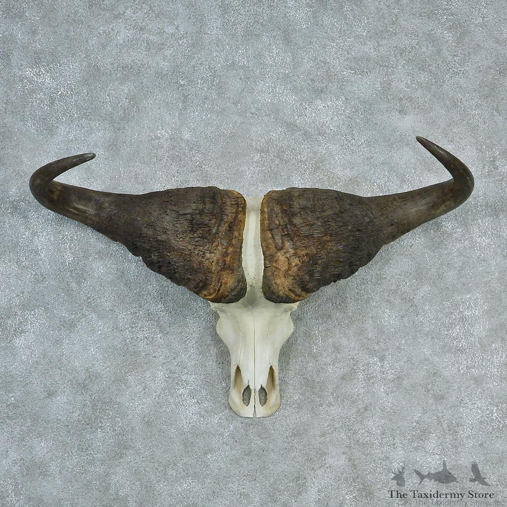 African Cape Buffalo Skull & Horn European Mount #12727 For Sale @ The Taxidermy Store