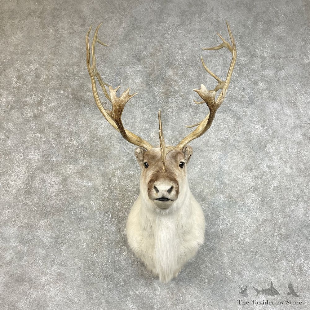 Peary Caribou Shoulder Mount For Sale #25826 @ The Taxidermy Store