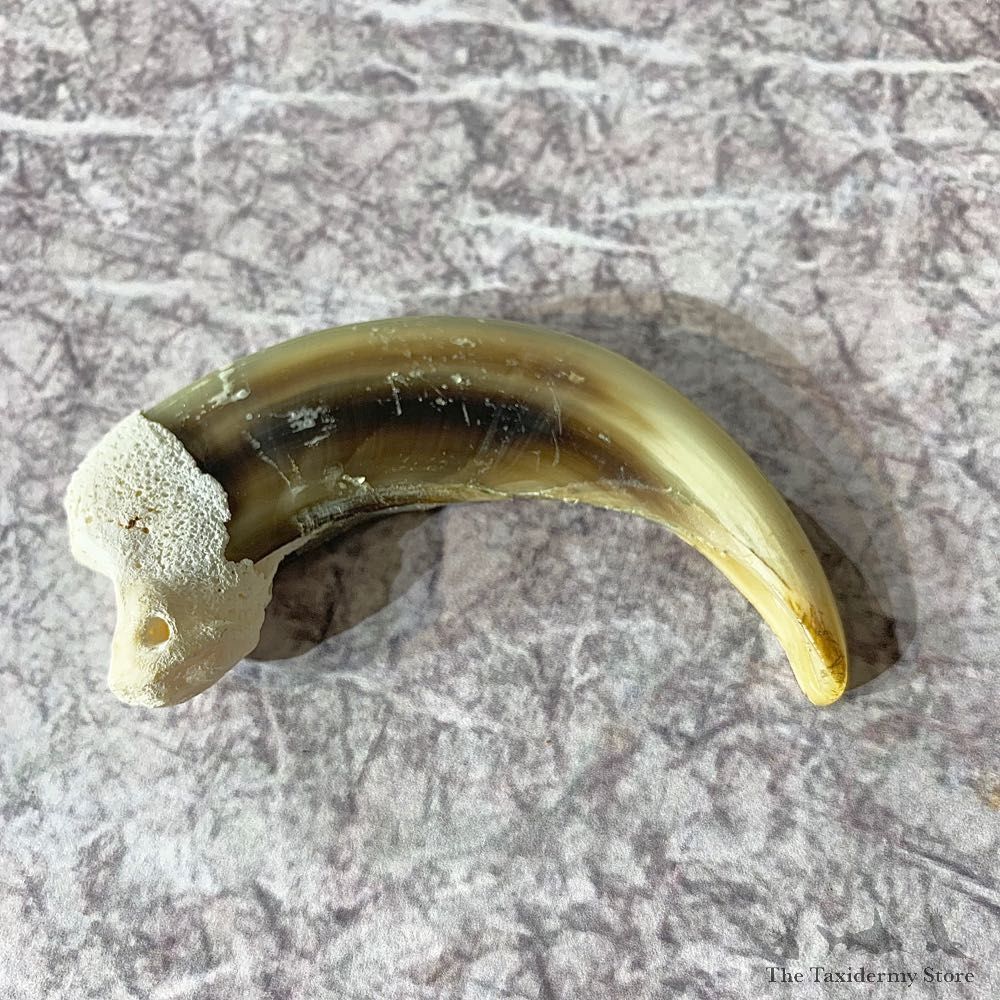 Grizzly Bear Claw For Sale #21885 @ The Taxidermy Store