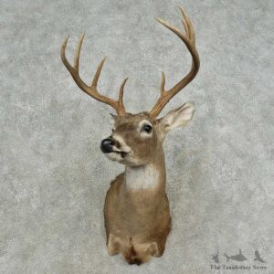 Whitetail Deer Shoulder Mount For Sale #16726 @ The Taxidermy Store