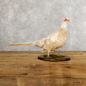 White Pheasant Bird Mount For Sale #19751 @ The Taxidermy Store