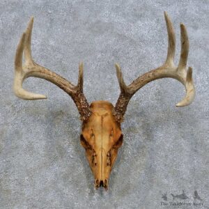 Whitetail Deer Skull European Mount For Sale #14676 @ The Taxidermy Store