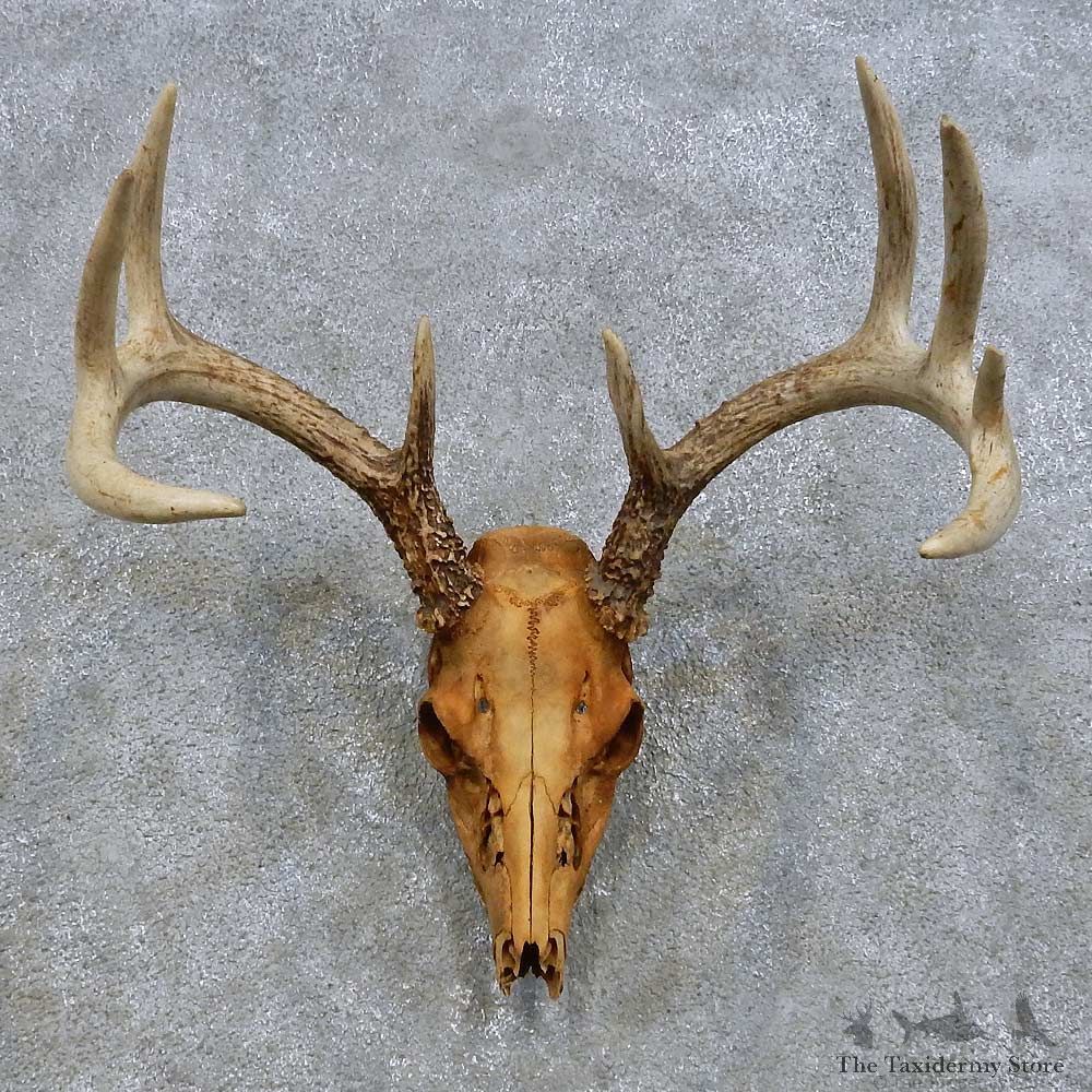 Whitetail Deer Skull European Mount For Sale #14676 @ The Taxidermy Store