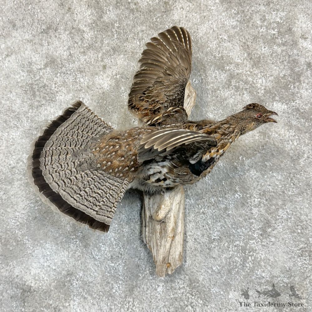 Ruffed Grouse Bird Mount For Sale #29634 @ The Taxidermy Store