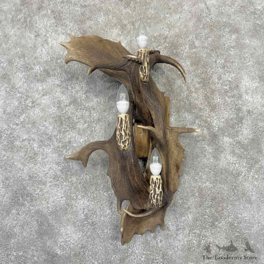 Fallow Deer Sconce Decor For Sale #32224 @ The Taxidermy Store