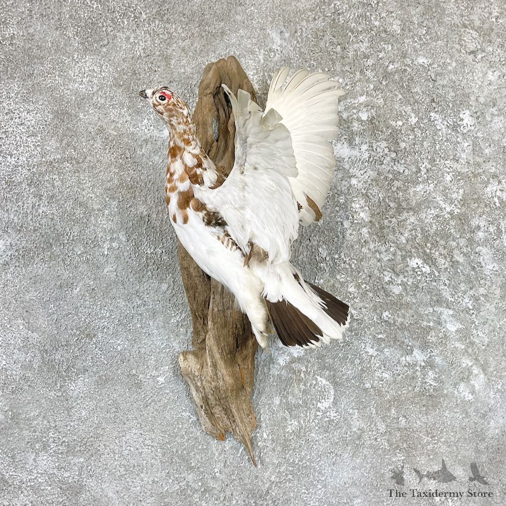 Willow Ptarmigan Taxidermy Mount For Sale #26508 @ The Taxidermy Store