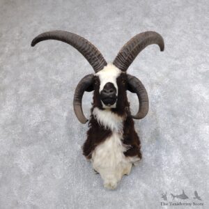 Jacob’s Four Horn Taxidermy Mount For Sale #18631 @ The Taxidermy Store