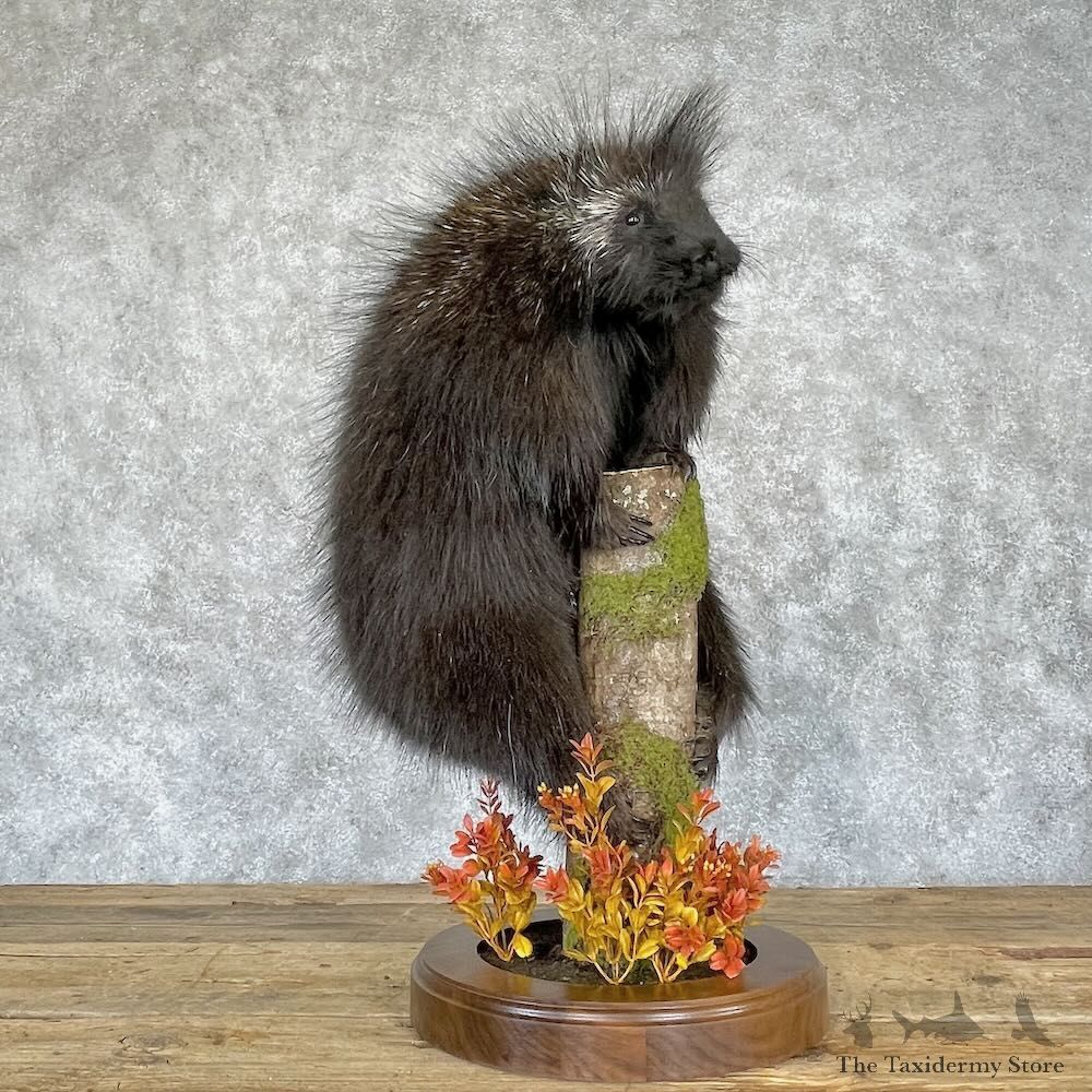 Porcupine Life-Size Mount For Sale #28247 - The Taxidermy Store