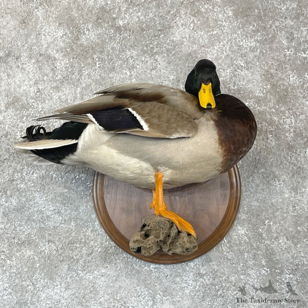 Mallard Duck Drake Bird Mount For Sale #28126 - The Taxidermy Store