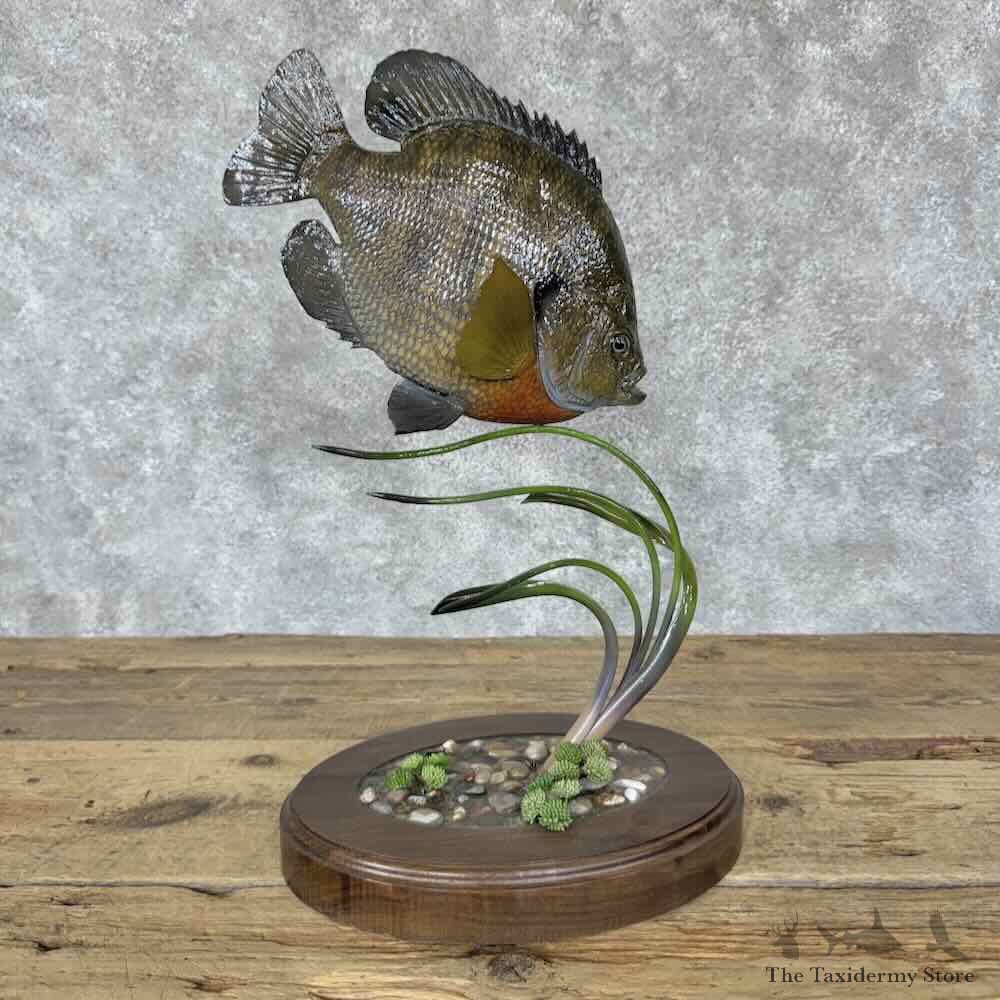 Bluegill Fish Mount For Sale #31835 @ The Taxidermy Store