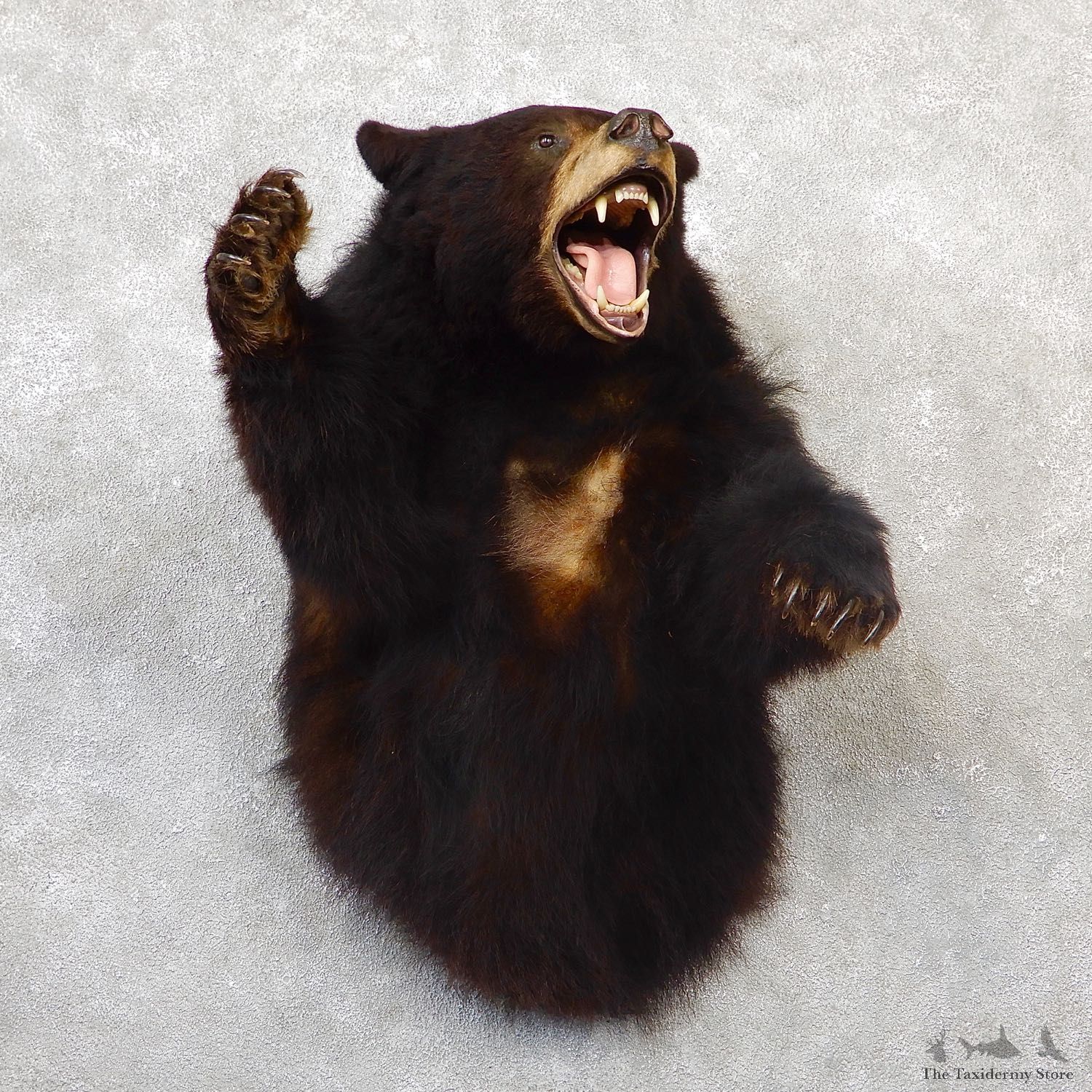 Black Bear 1/2-Life-Size Mount For Sale #19283 @ The Taxidermy Store