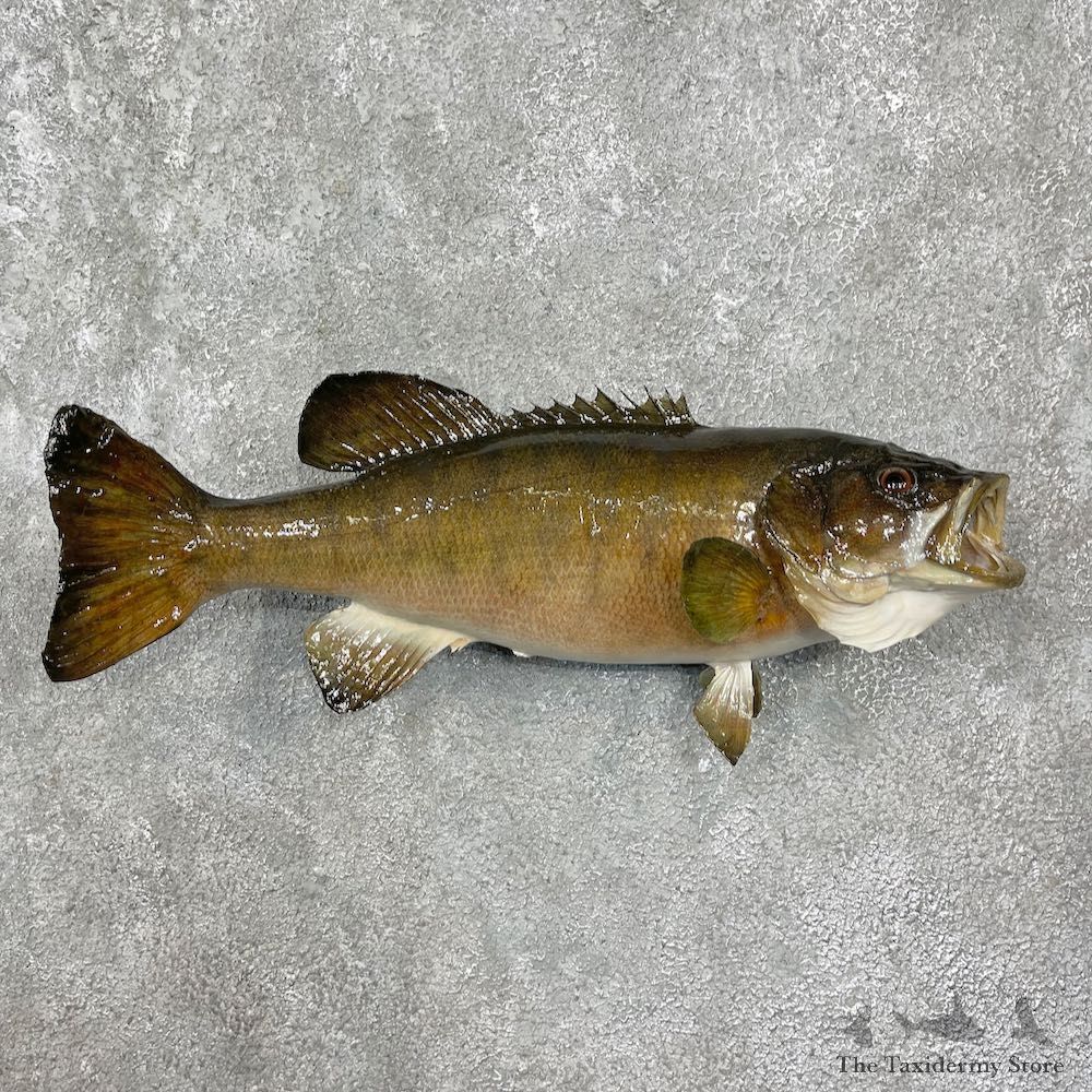 Smallmouth Bass Taxidermy Fish Mount #25577 For Sale @ The Taxidermy Store