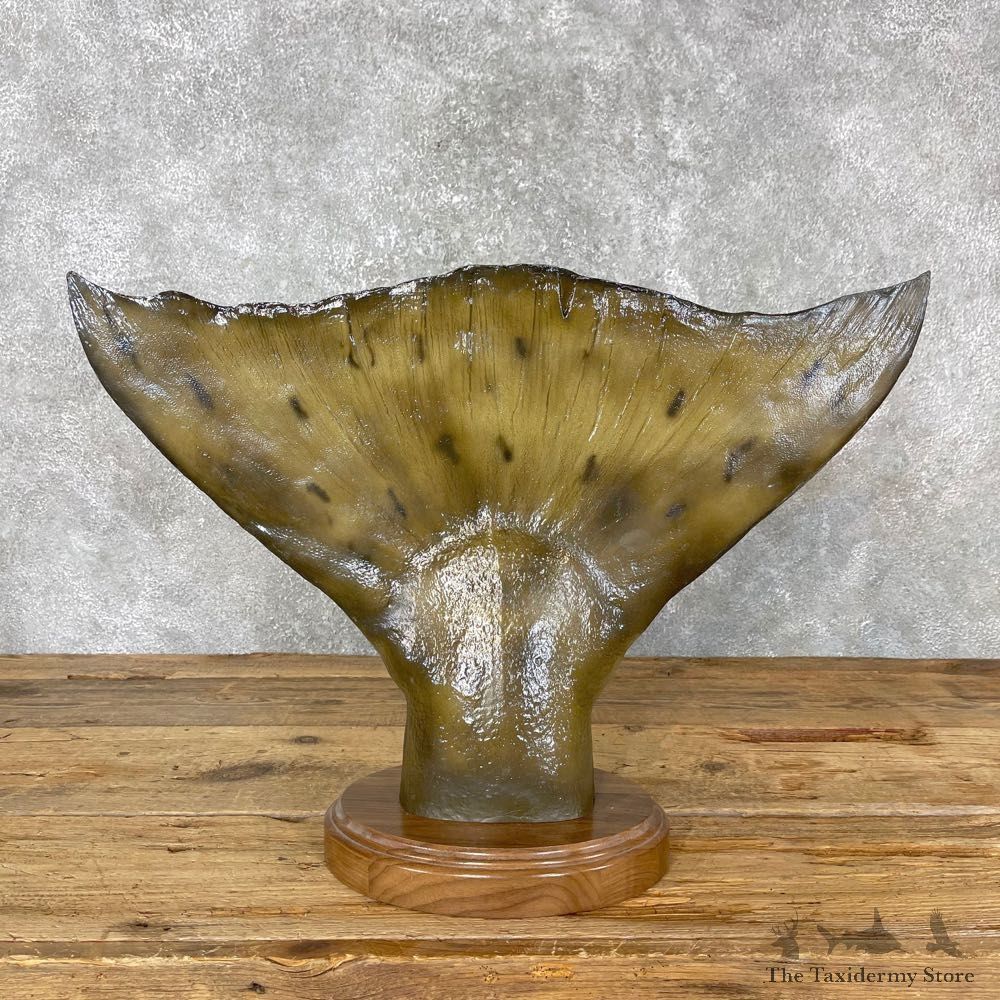 Halibut Tail Taxidermy Fish Mount #24403 For Sale @ The Taxidermy Store