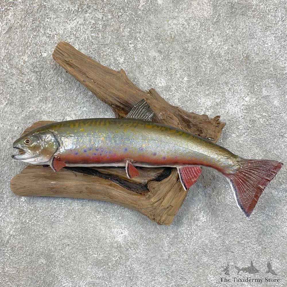 Brook Trout Fish Mount For Sale #23563 @ The Taxidermy Store