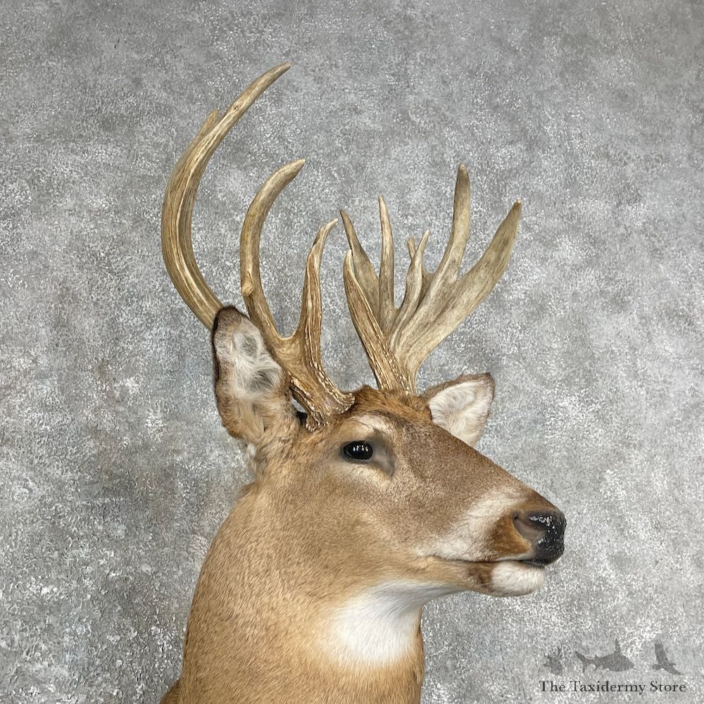 Whitetail Deer Taxidermy Shoulder Mount For Sale #25873 @ The Taxidermy Store