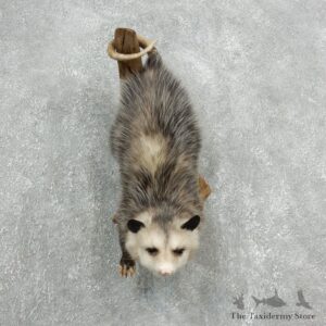 Wall Hanging Opossum Mount For Sale #18111 @ The Taxidermy Store