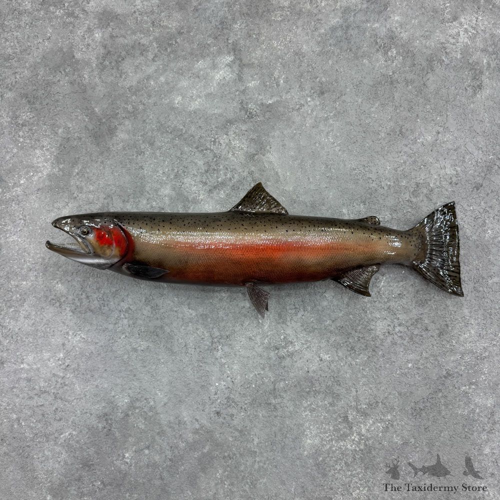 Steelhead Fish Mount For Sale #32428 @ The Taxidermy Store