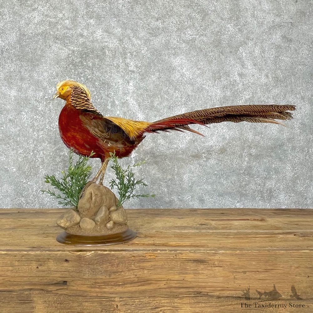 Red Golden Pheasant Mount For Sale #24139 @ The Taxidermy Store
