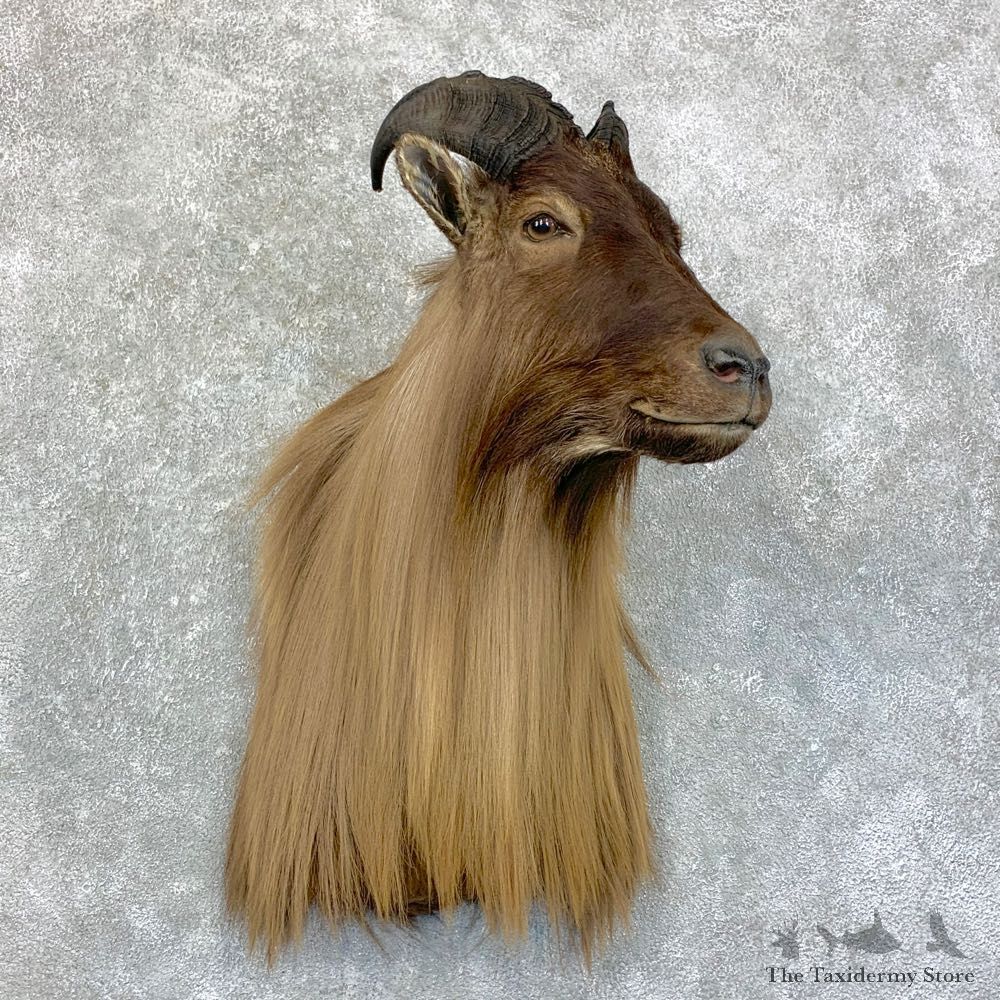 Himalayan Tahr Taxidermy Shoulder Mount #22846 For Sale @ The Taxidermy Store