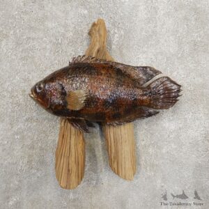 Tripletail Taxidermy Fish Mount #20946 For Sale @ The Taxidermy Store