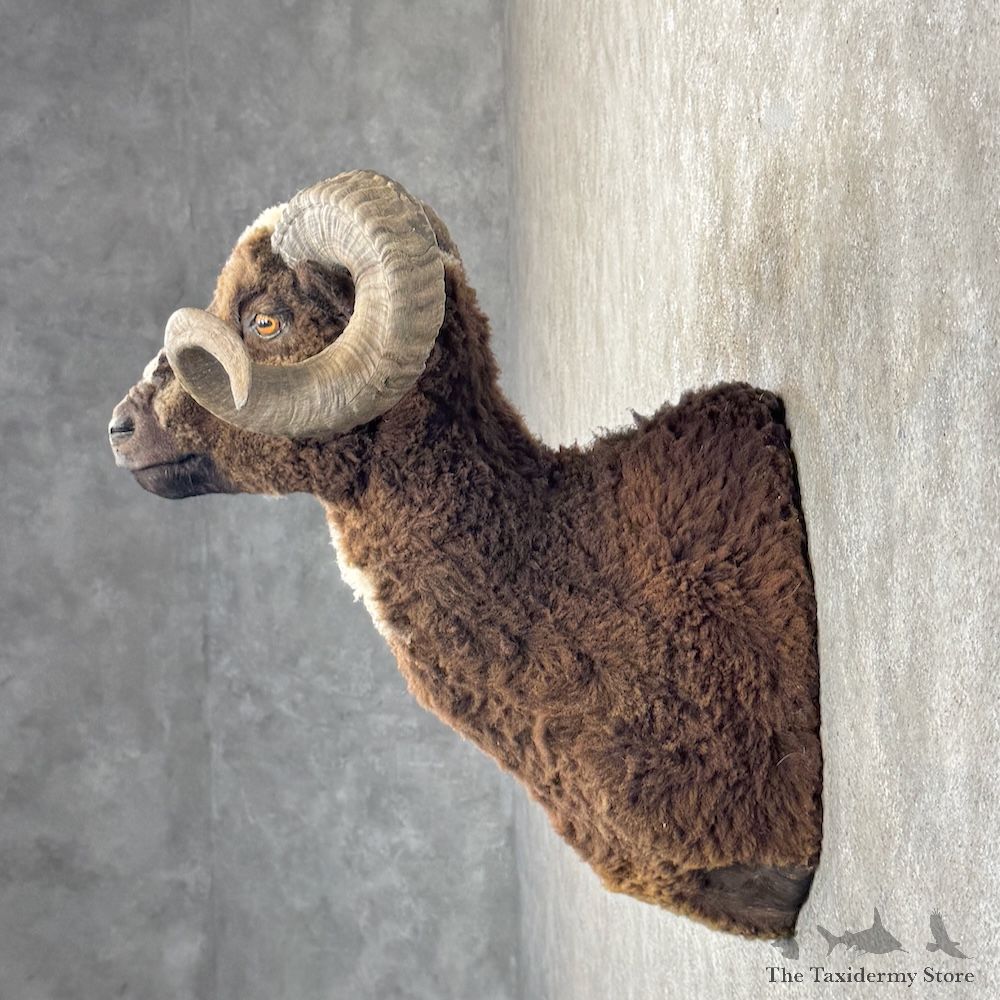 Arapawa Sheep Shoulder Mount For Sale #29867 @ The Taxidermy Store