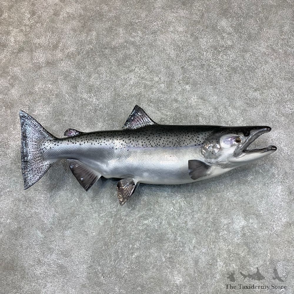 King Salmon Fish Mount For Sale #22483 @ The Taxidermy Store