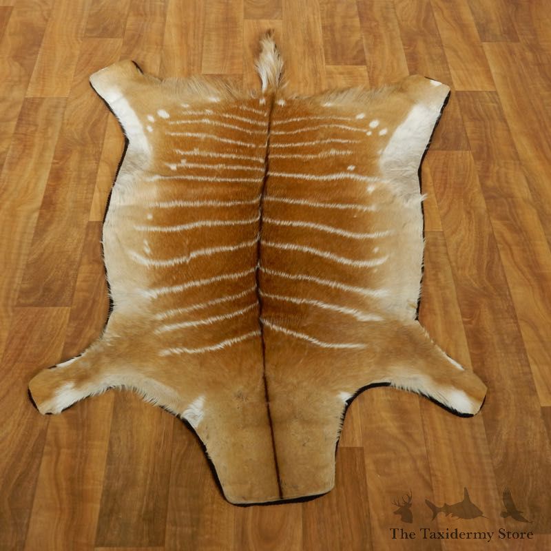 Female Nyala Rug Mount For Sale #17497 @ The Taxidermy Store