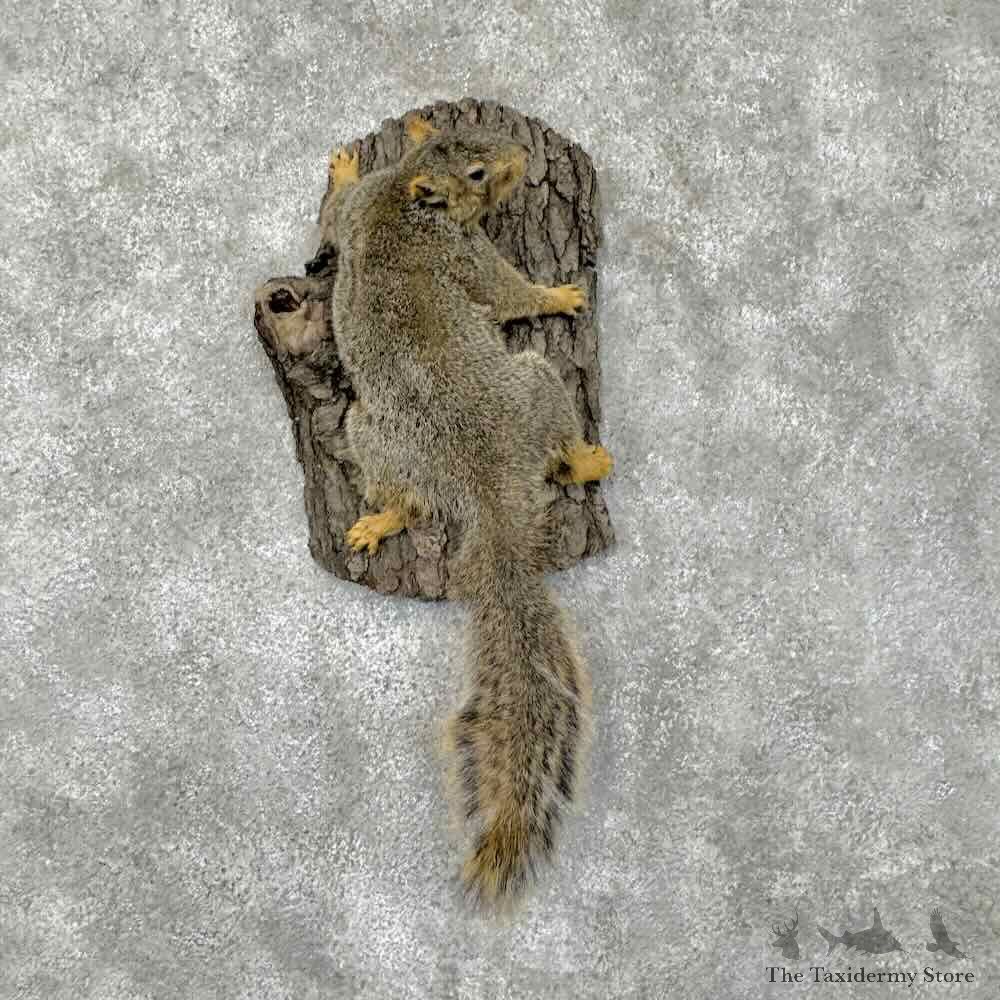 Fox Squirrel Life-Size Mount For Sale #30467 @ The Taxidermy Store
