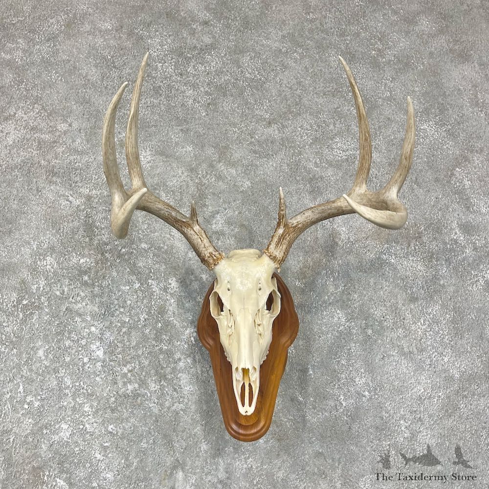 Whitetail Deer Skull European Mount For Sale #25643 @ The Taxidermy Store