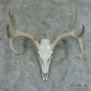 Whitetail Deer Skull & Antlers European Taxidermy Mount #13356 For Sale @ The Taxidermy Store
