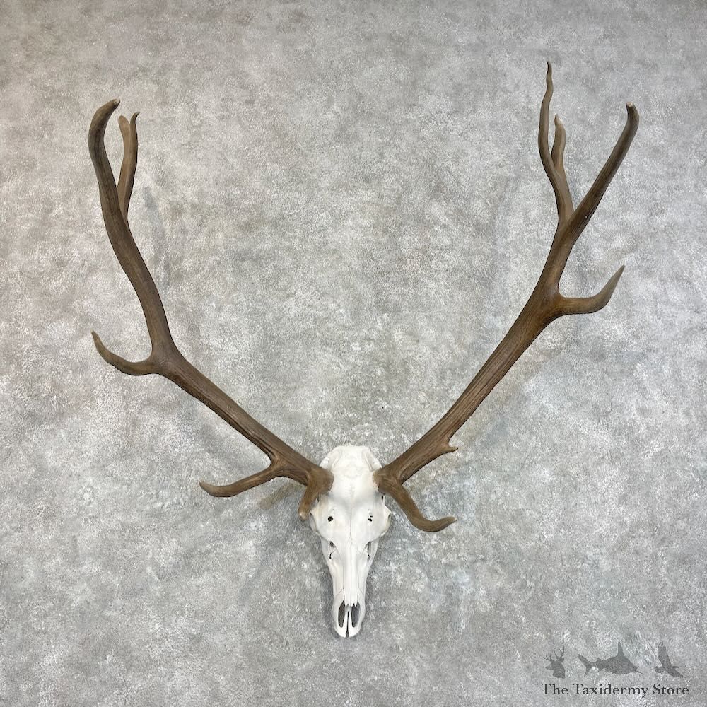 Rocky Mountain Elk Skull European Mount For Sale #27780 @ The Taxidermy Store