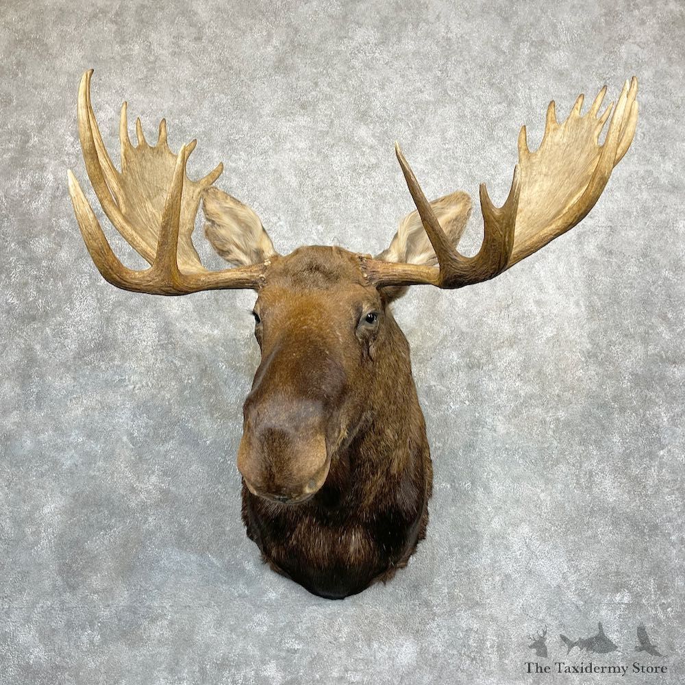 Alaskan Yukon Moose Mount For Sale #27094 @ The Taxidermy Store