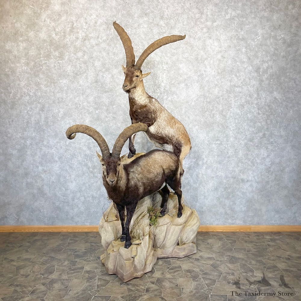 Spanish Ibex Life-Size Taxidermy Mount #24965 For Sale @ The Taxidermy Store