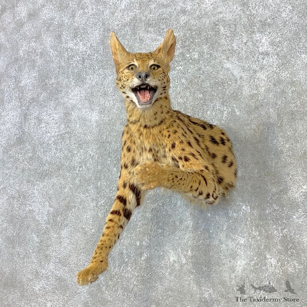African Serval Half Life-Size Mount For Sale #23292 @ The Taxidermy Store