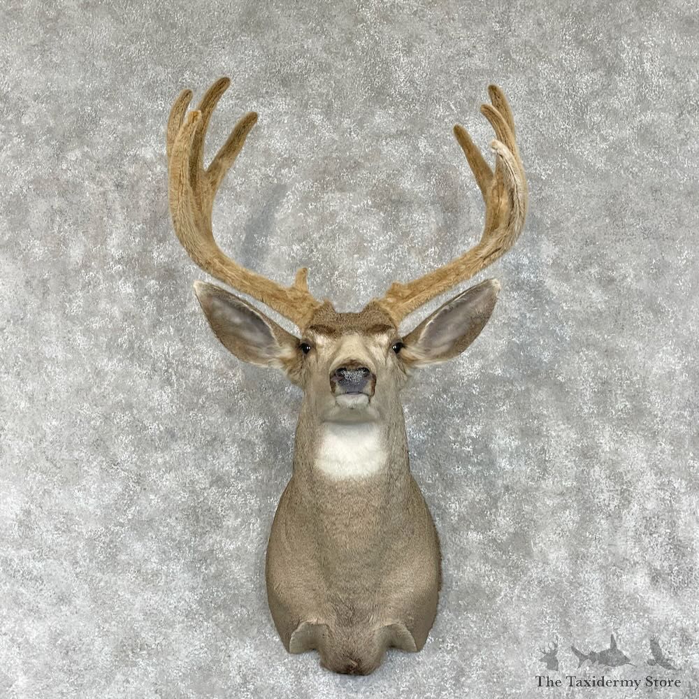 Mule Deer Shoulder Mount For Sale #28563 @ The Taxidermy Store