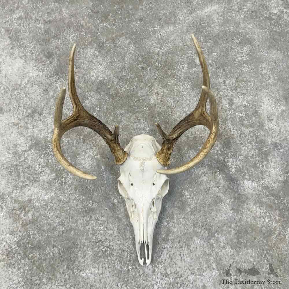 Whitetail Deer Skull European Mount For Sale #30497 @ The Taxidermy Store