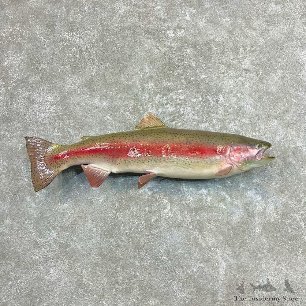 Rainbow Trout Fish Mount For Sale #26902 @ The Taxidermy Store