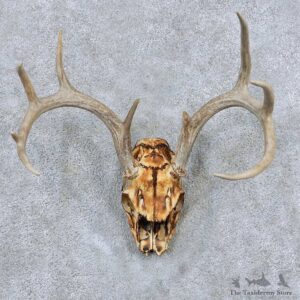 Whitetail Skull Antler European Mount For Sale #13887 For Sale @ The Taxidermy Store