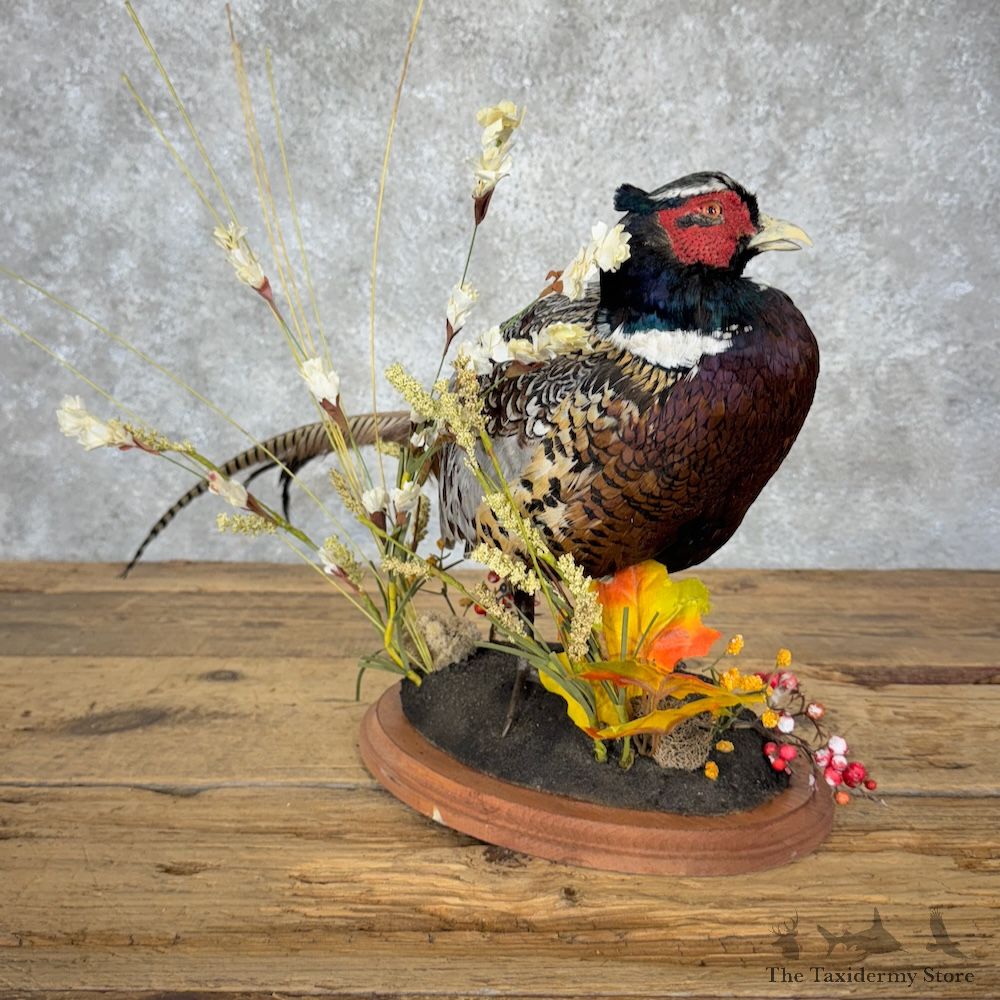 Ringneck Pheasant Bird Mount For Sale #29902 @ The Taxidermy Store