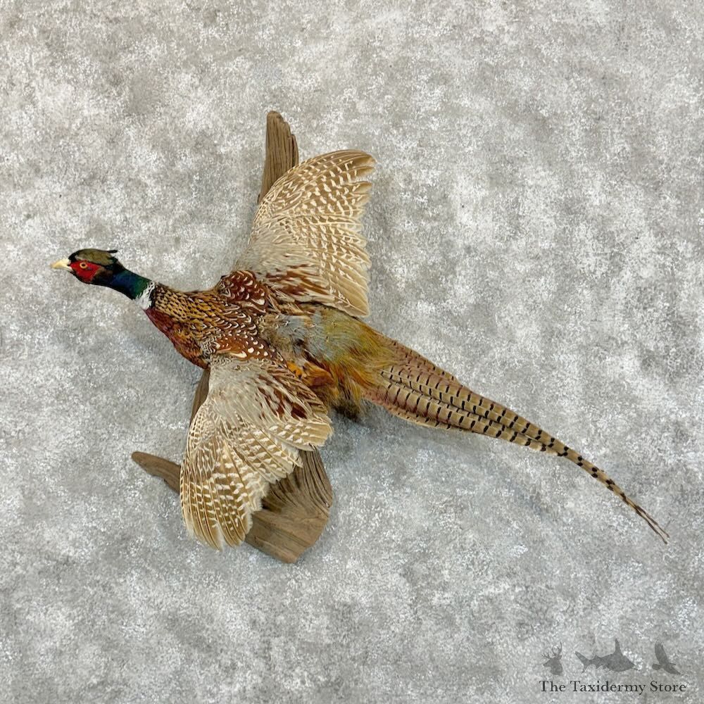 Ringneck Pheasant Bird Mount For Sale #29074 @ The Taxidermy Store