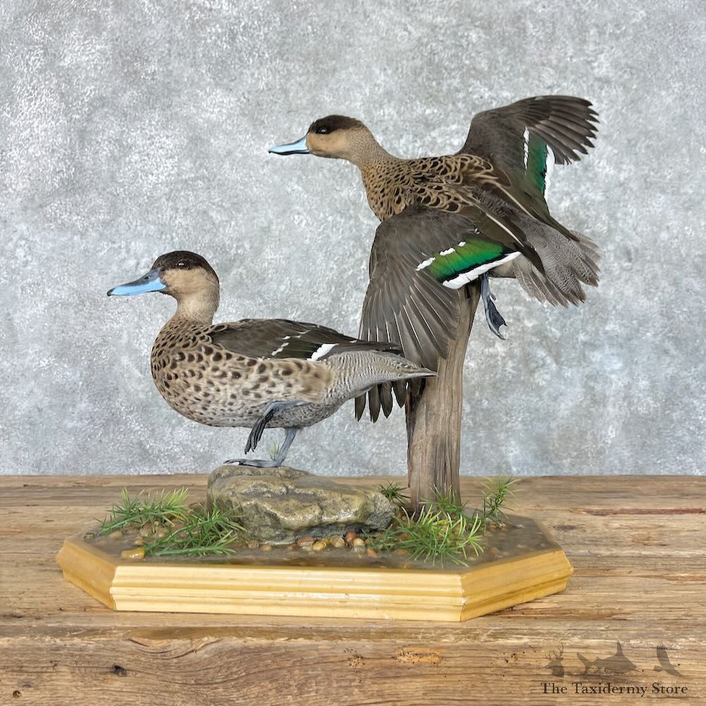 Blue Billed Teal Duck Pair Mount For Sale #27582 @ The Taxidermy Store