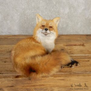 Red Fox Life-Size Mount For Sale #20395 @ The Taxidermy Store