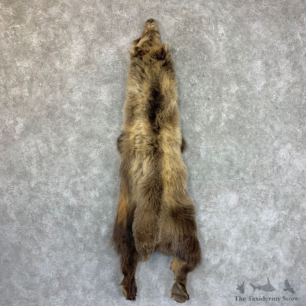 Grizzly Bear Tanned Hide For Sale #22696 @ The Taxidermy Store