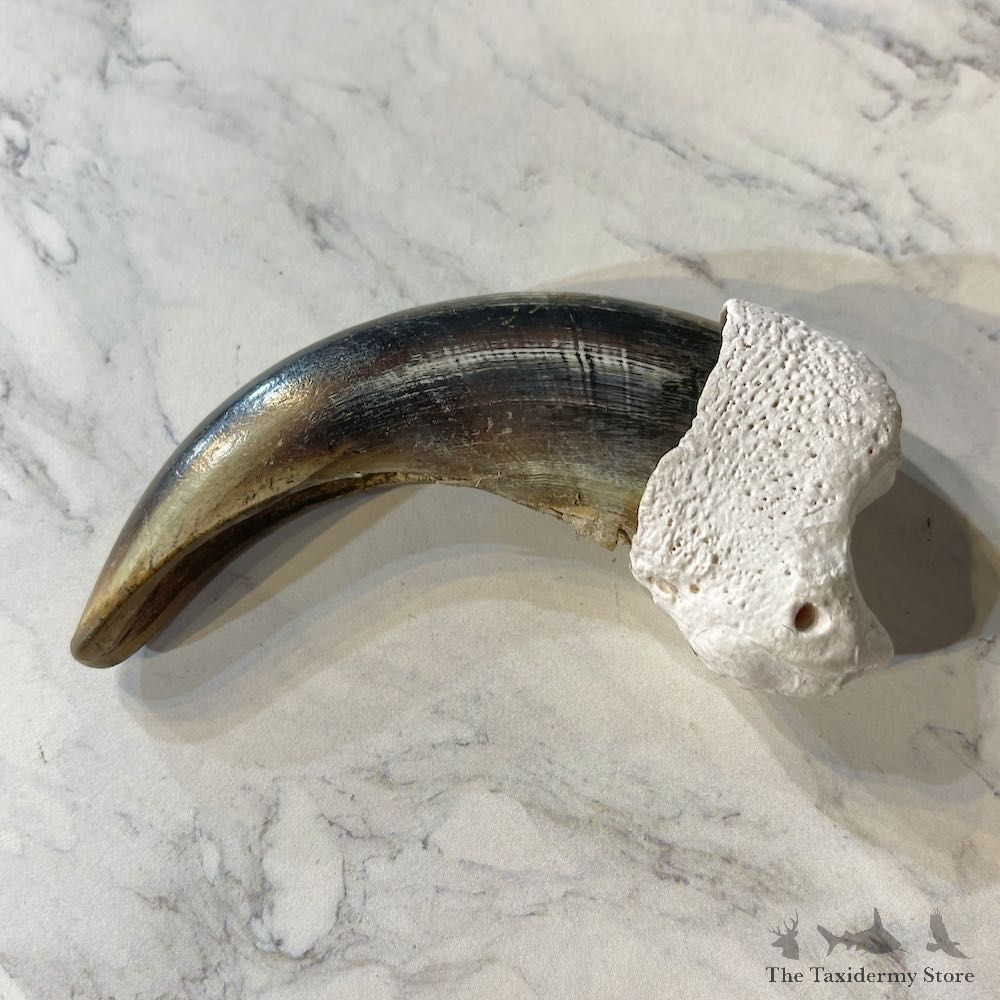 Grizzly Bear Claw For Sale #26024 @ The Taxidermy Store