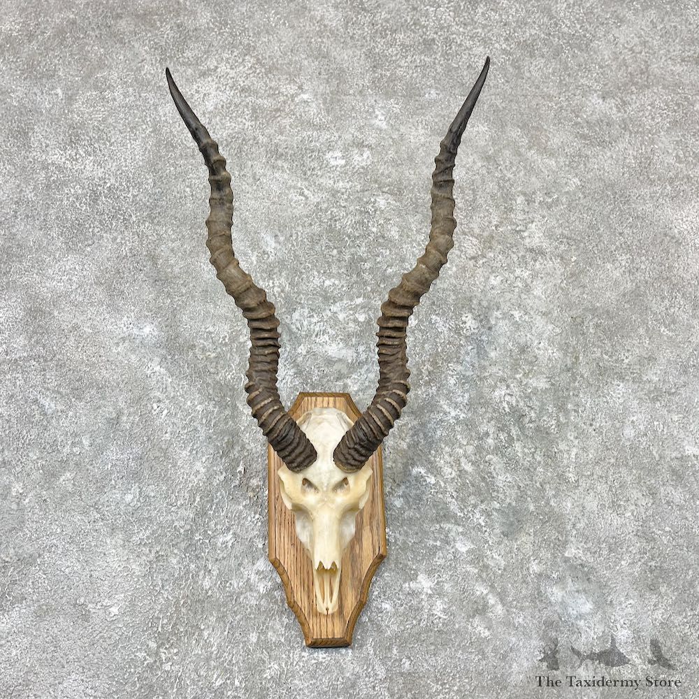 Blackbuck Skull & Horn European Mount For Sale #26991 @ The Taxidermy Store