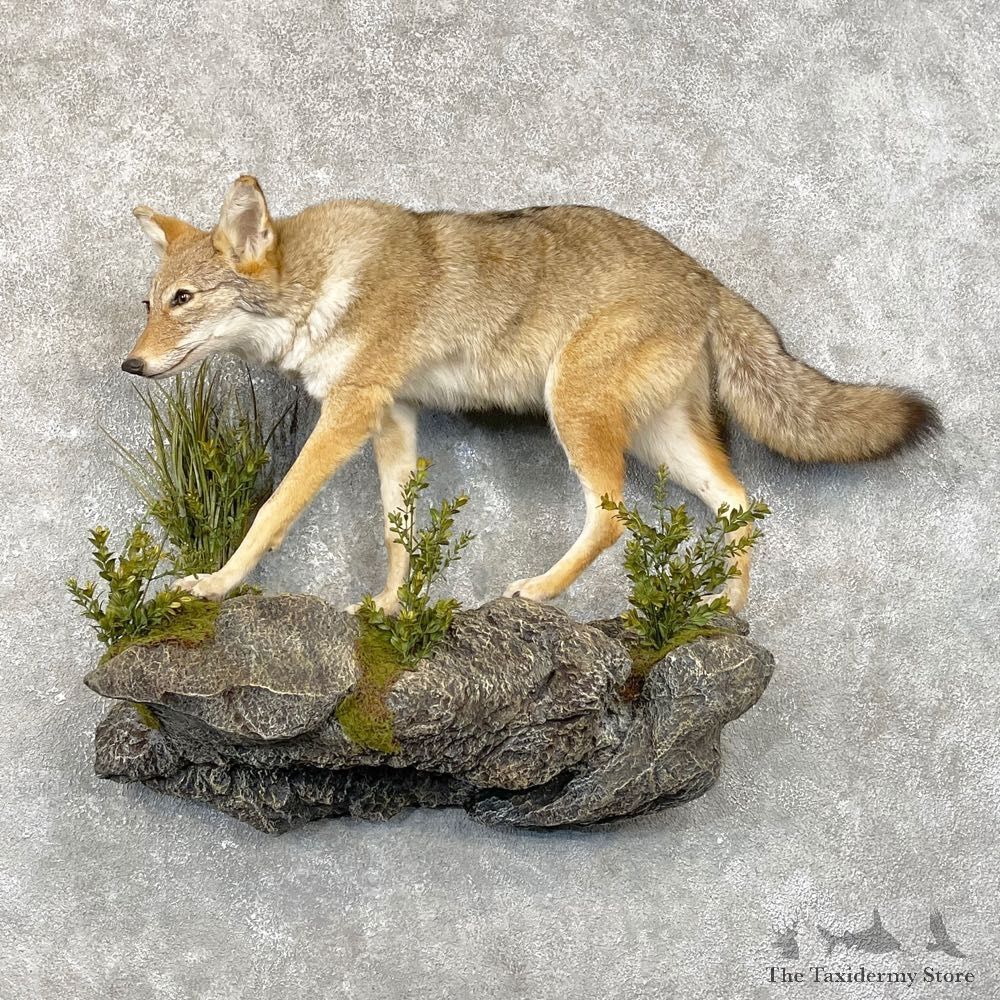 Coyote Life Size Mount #24794 For Sale @ The Taxidermy Store