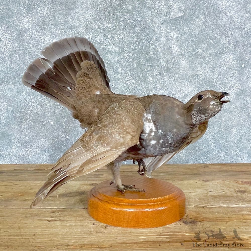 Blue Grouse Bird Mount For Sale #24694 @ The Taxidermy Store
