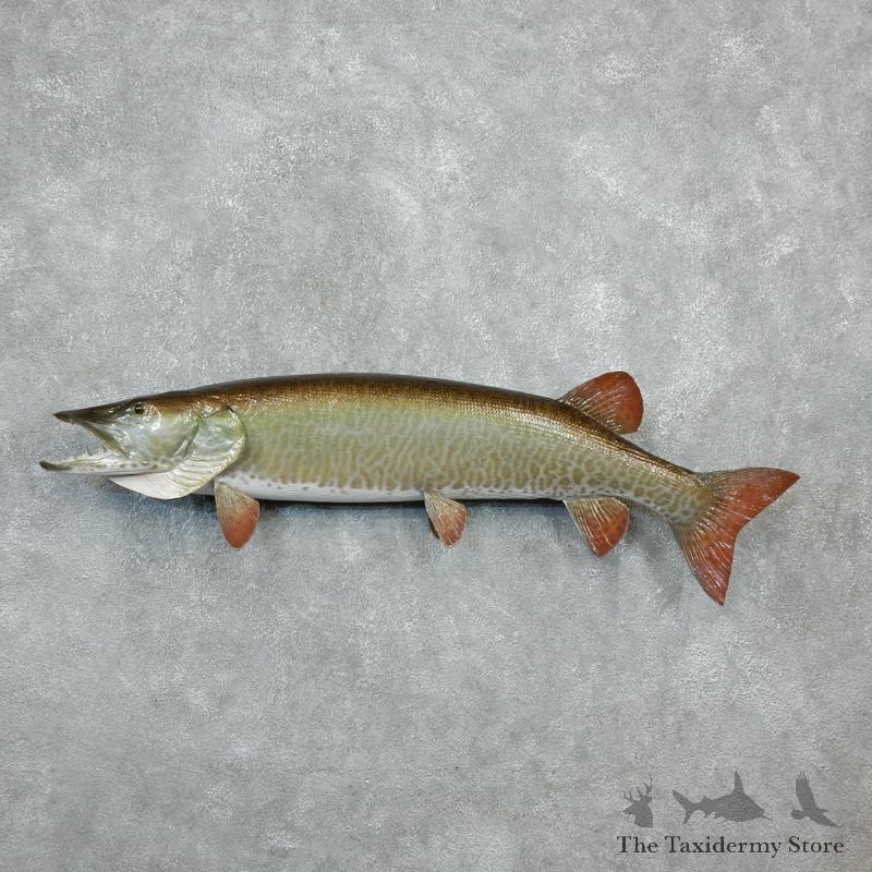 Musky Fish Taxidermy Mount For Sale #18236 - The Taxidermy Store