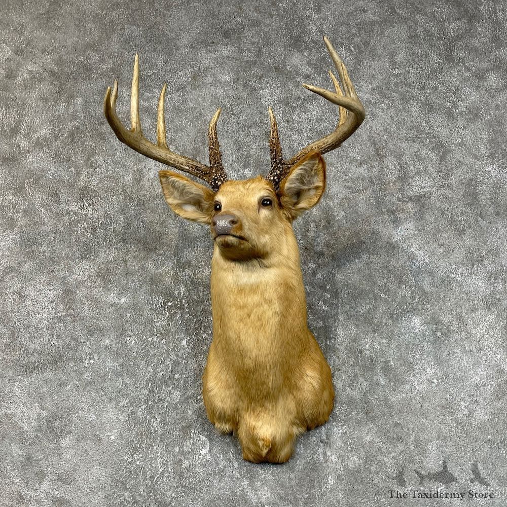 Buff Whitetail Deer Shoulder Mount #25423 For Sale - The Taxidermy Store